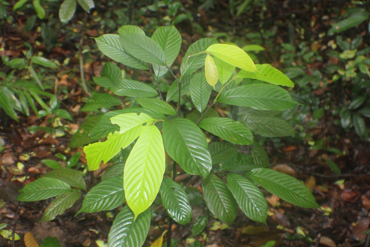 Monoon acuminatum (Thwaites) B.Xue & R.M.K.Saunders